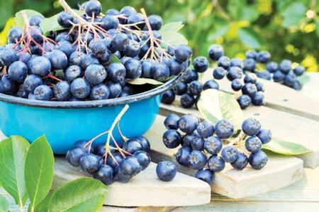 Aronia: A Backyard Superfood Image